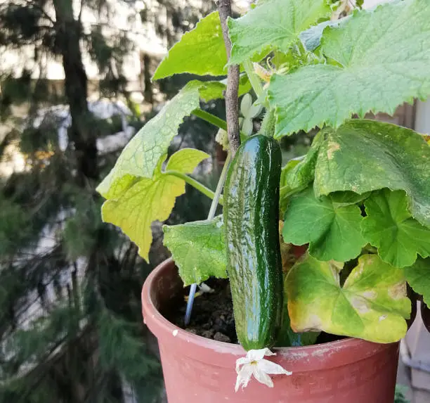 Planter des courgettes en pot : guide complet