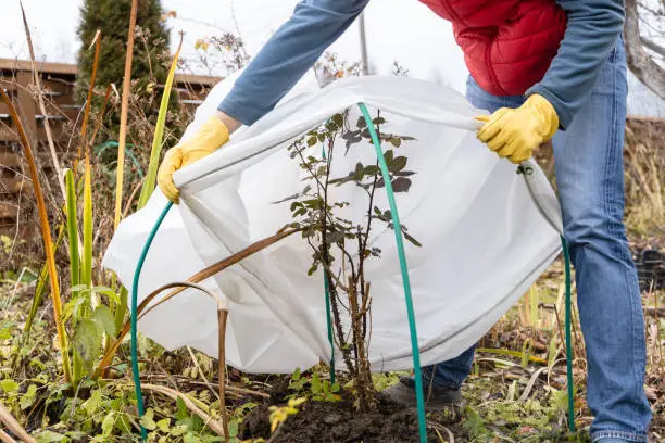 Préparation du potager en hiver avec paillage protecteur