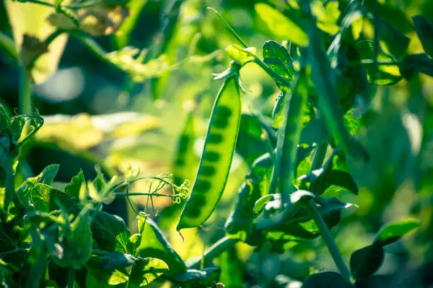 Comment planter les petits pois au potager