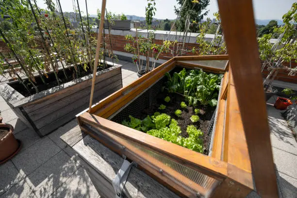 Potager en carré sur balcon : Le guide ultime pour cultiver en espace réduit