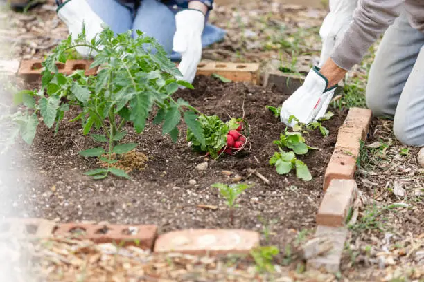 Quand Planter des Radis : Le Guide Complet du Potager